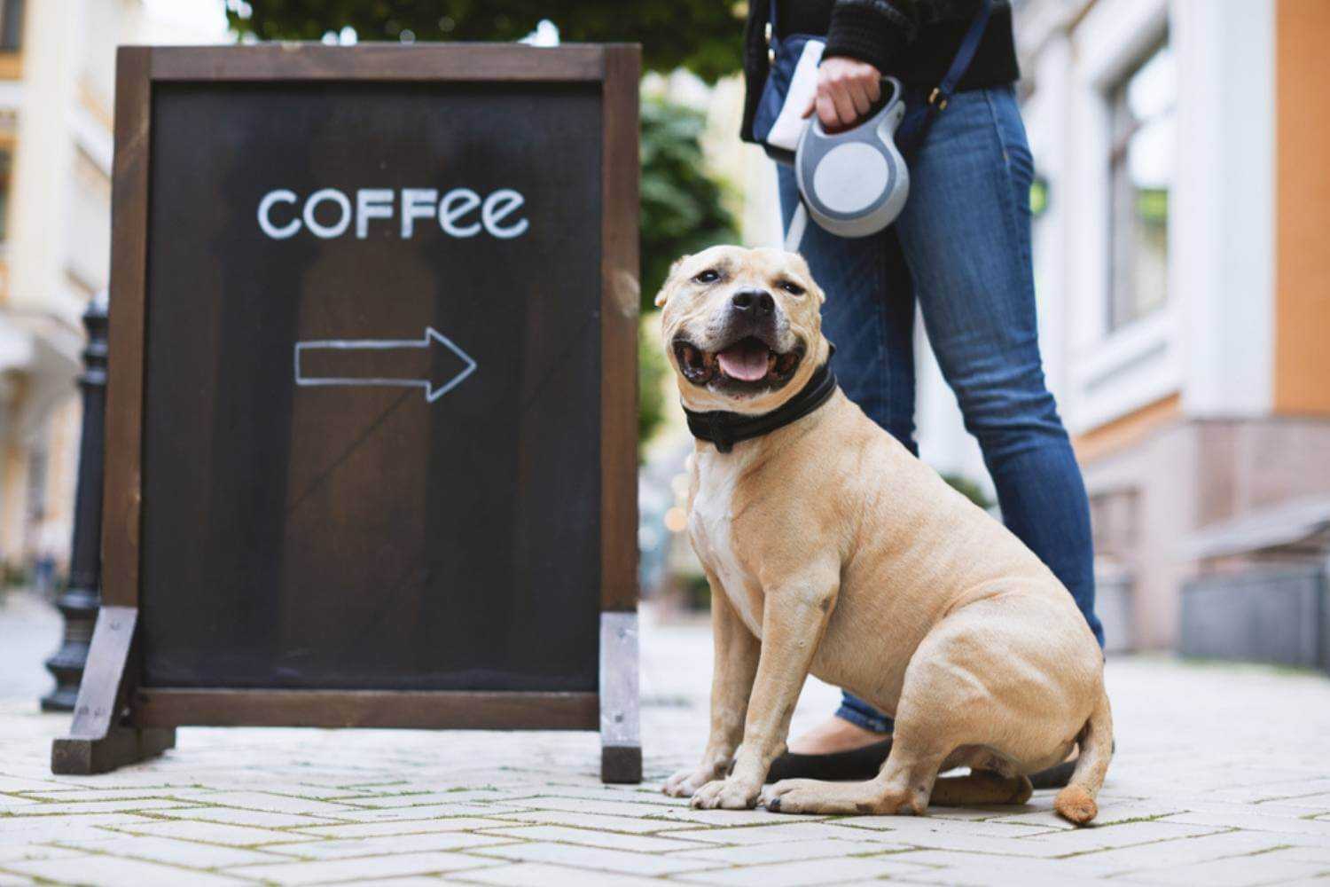 Queens NY Dog Waiting for Coffee Shop