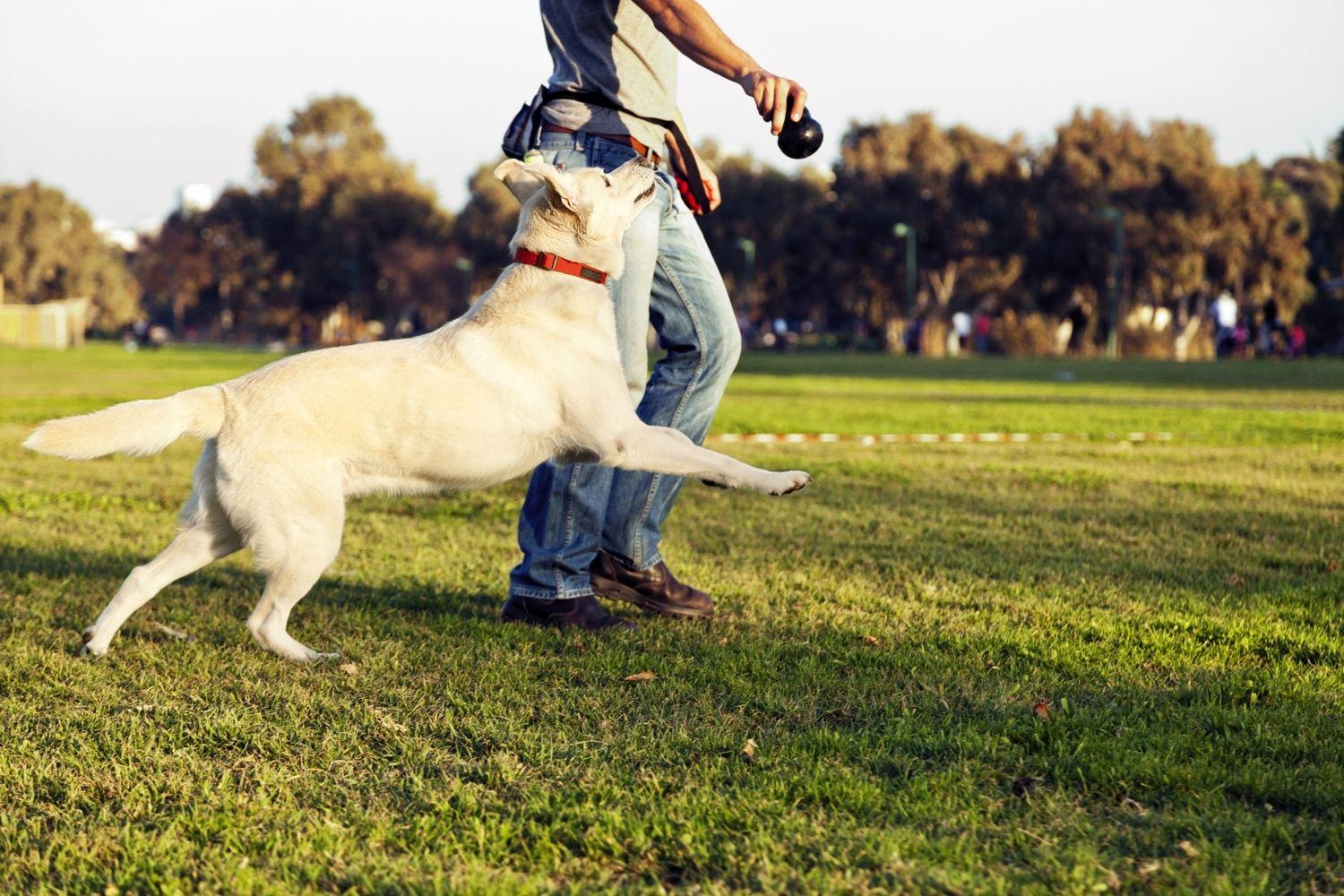 Raleigh Dog Parks playing fetch