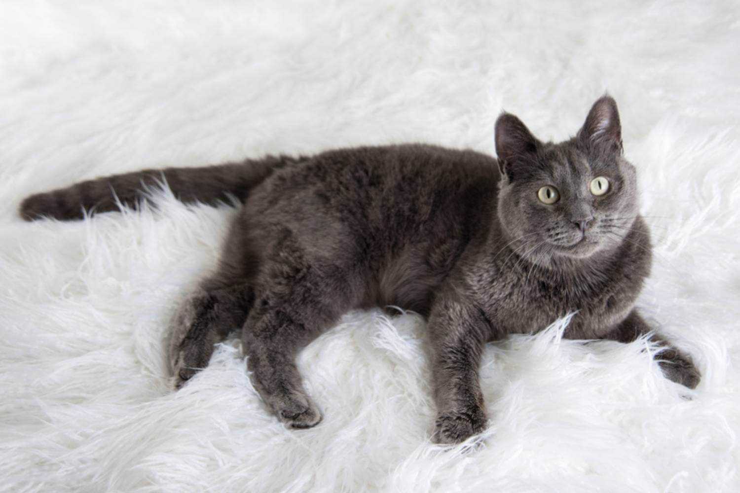 Raleigh NC Cat on Furry Rug