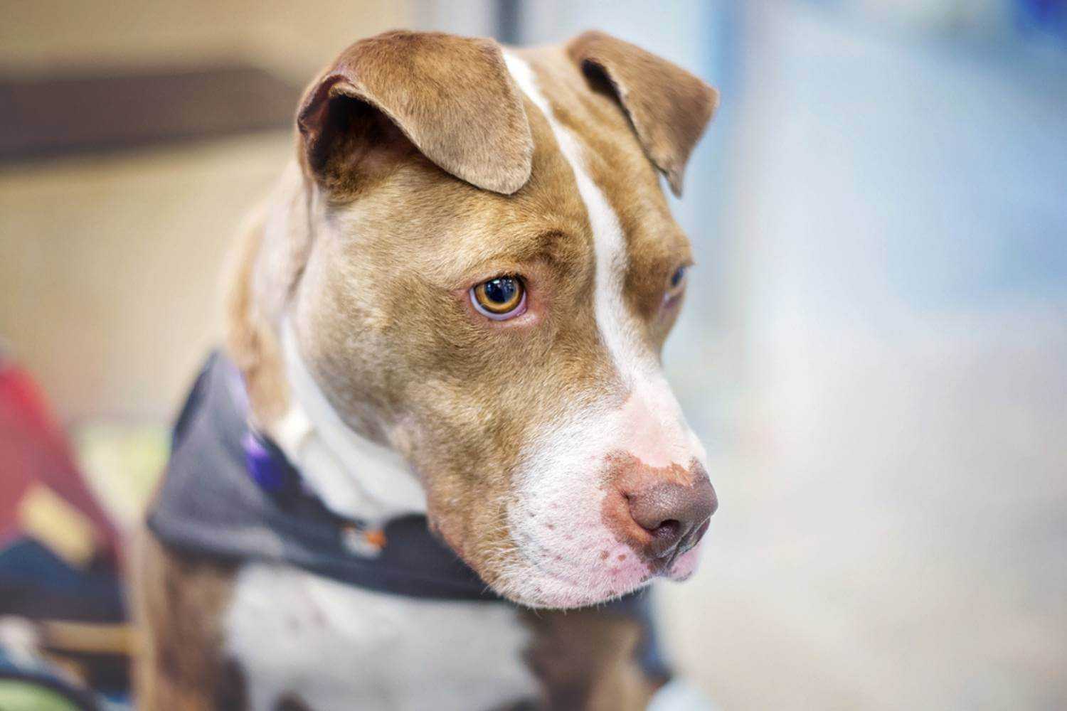 Raleigh NC Dog at Adoption Event