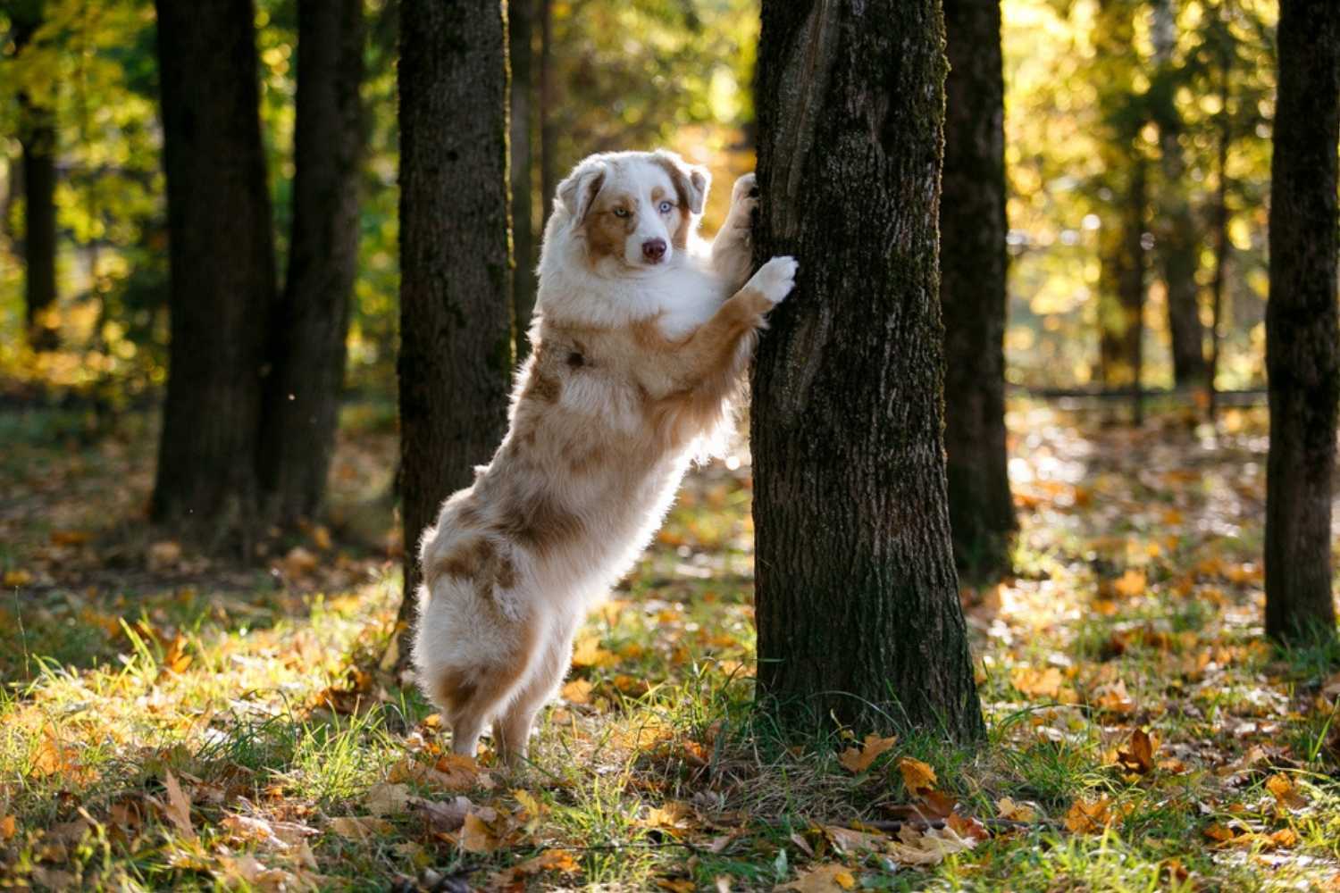 Rochester NY Dog Parks Dog Near Tree