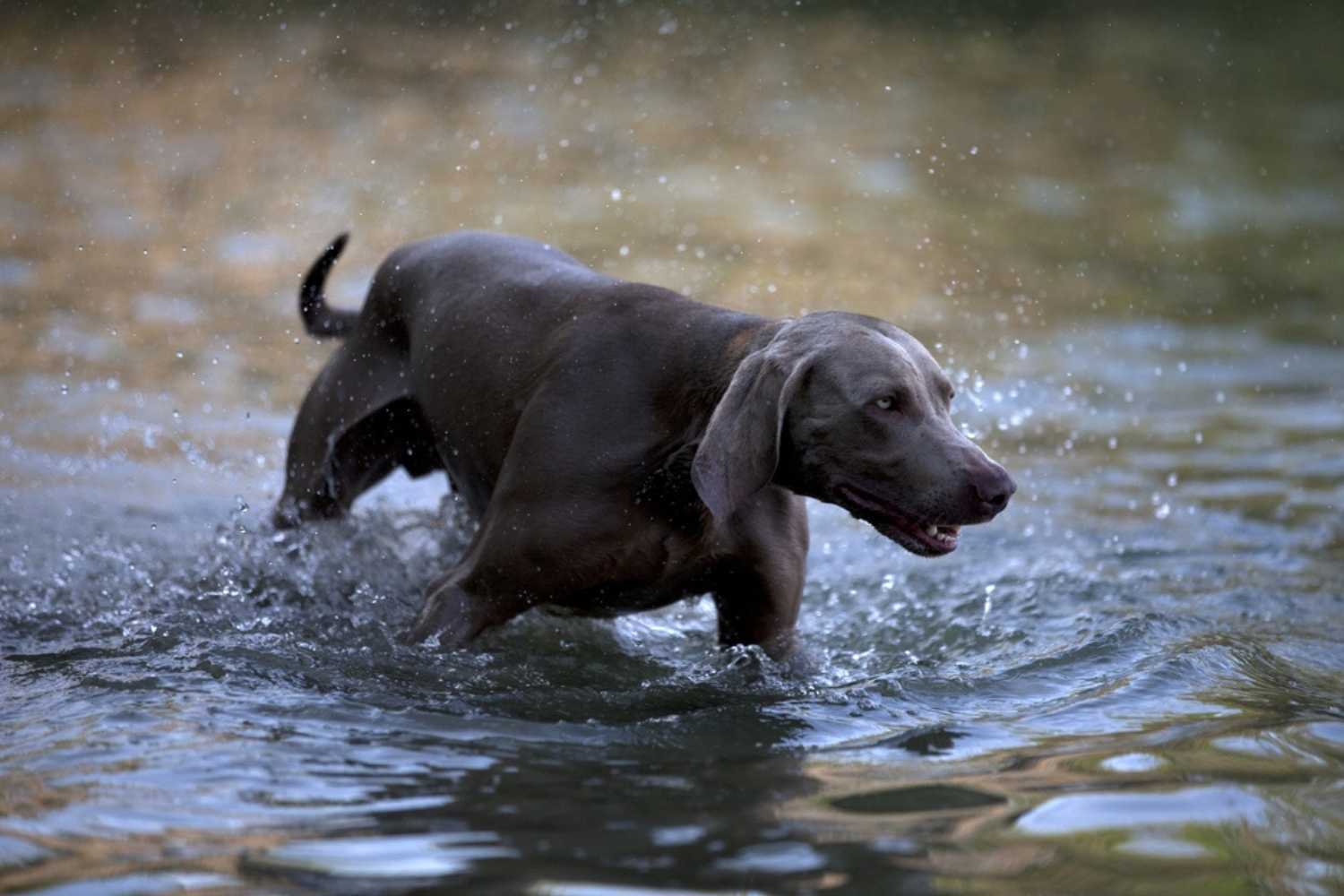 Rochester NY Dog Parks Dog in Water