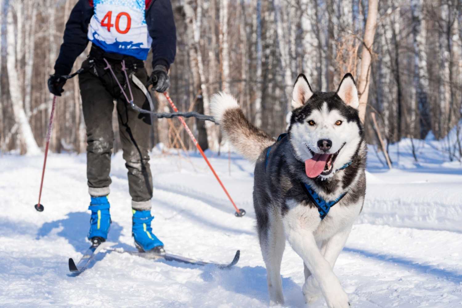 Rochester NY Dog Parks Husky Snowshoeing