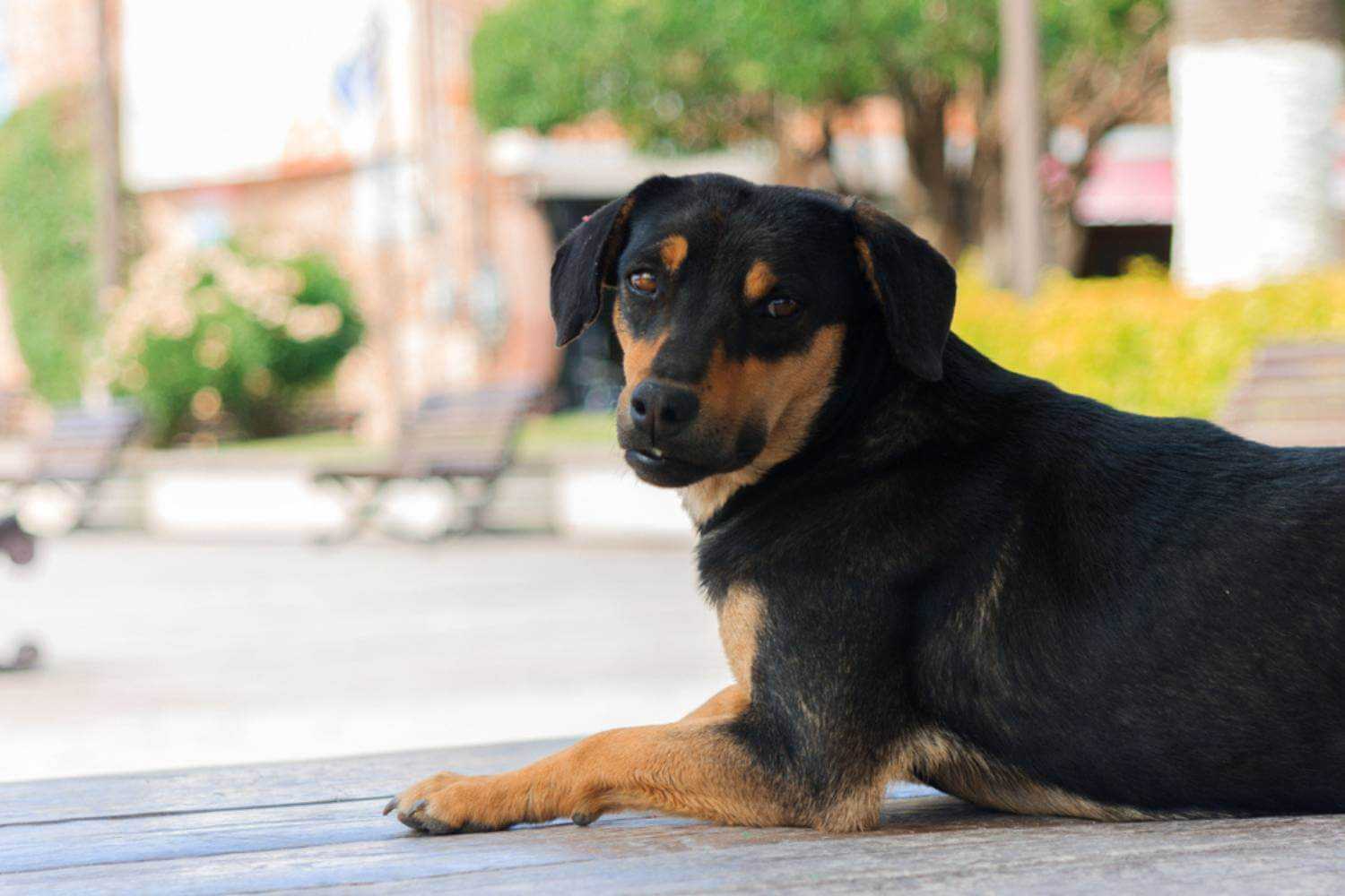 Sacarmento Dog Laying on Floor at Patio