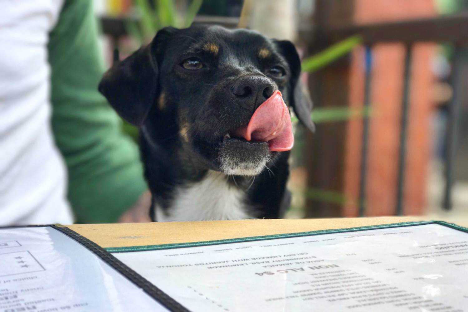 Sacarmento Dog Licking Lips on Outdoor Patio