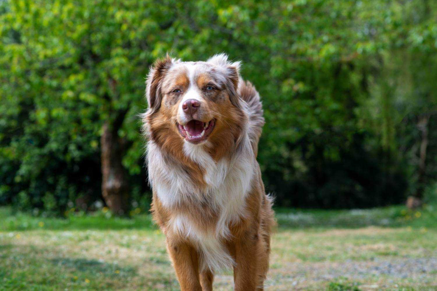 Sacramento Dog Running at Park