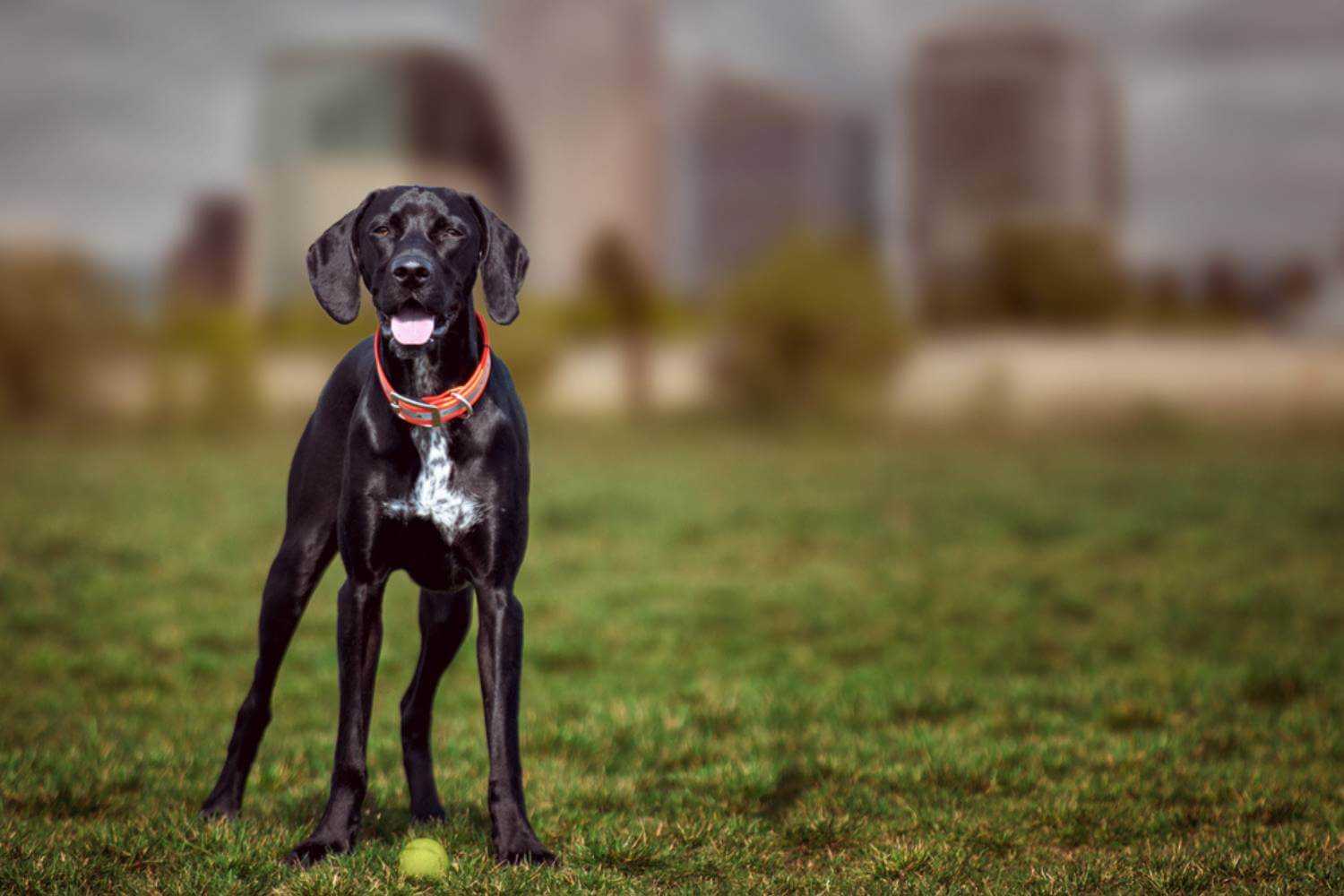 Sacramento Dog With Ball at Park