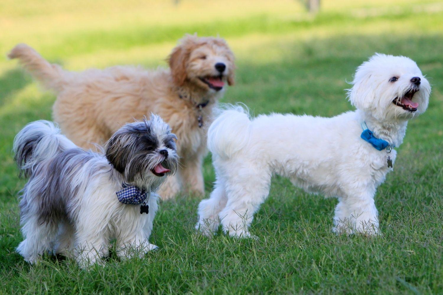 Group of dogs at park