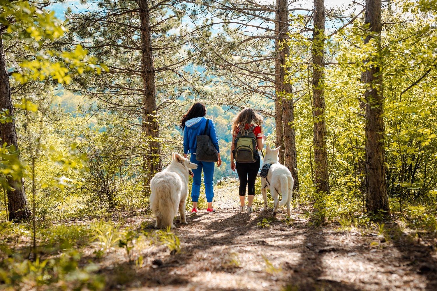 Hiking with dogs