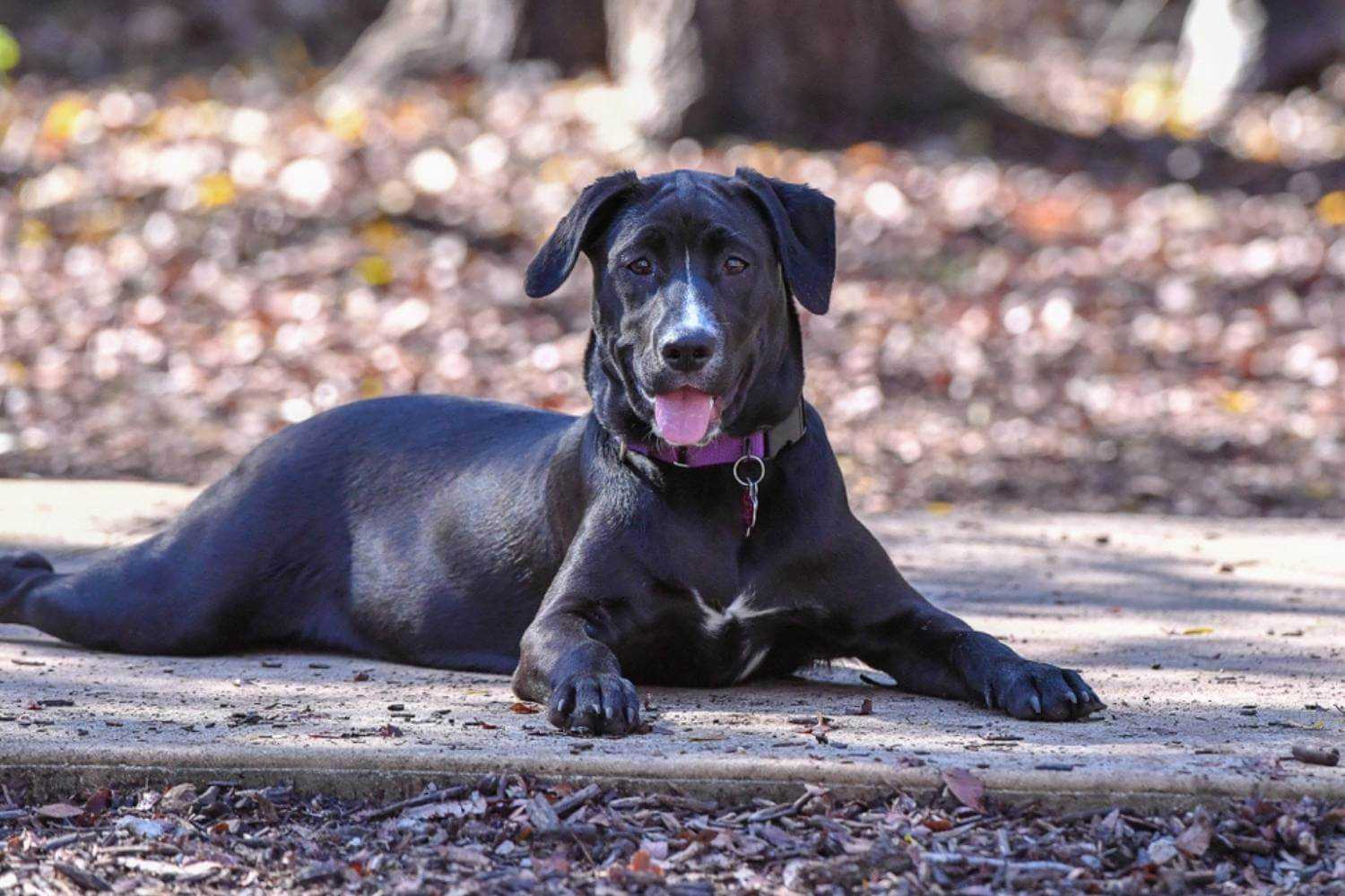 San Antonio Adoptable Dog Laying Down