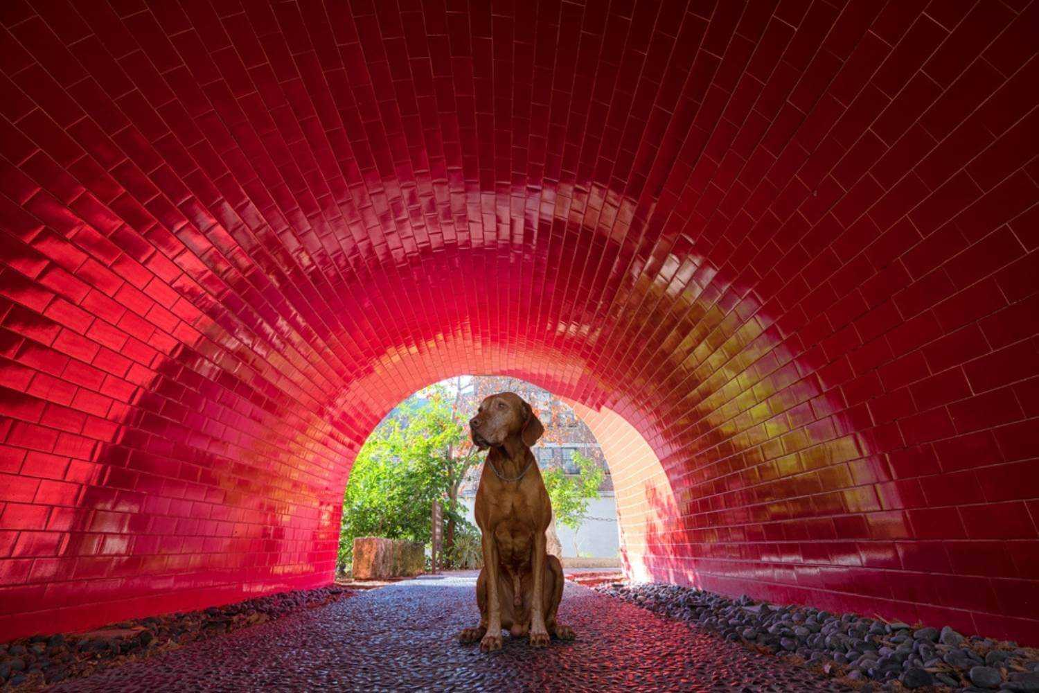 San Antonio Dog Near Riverwalk