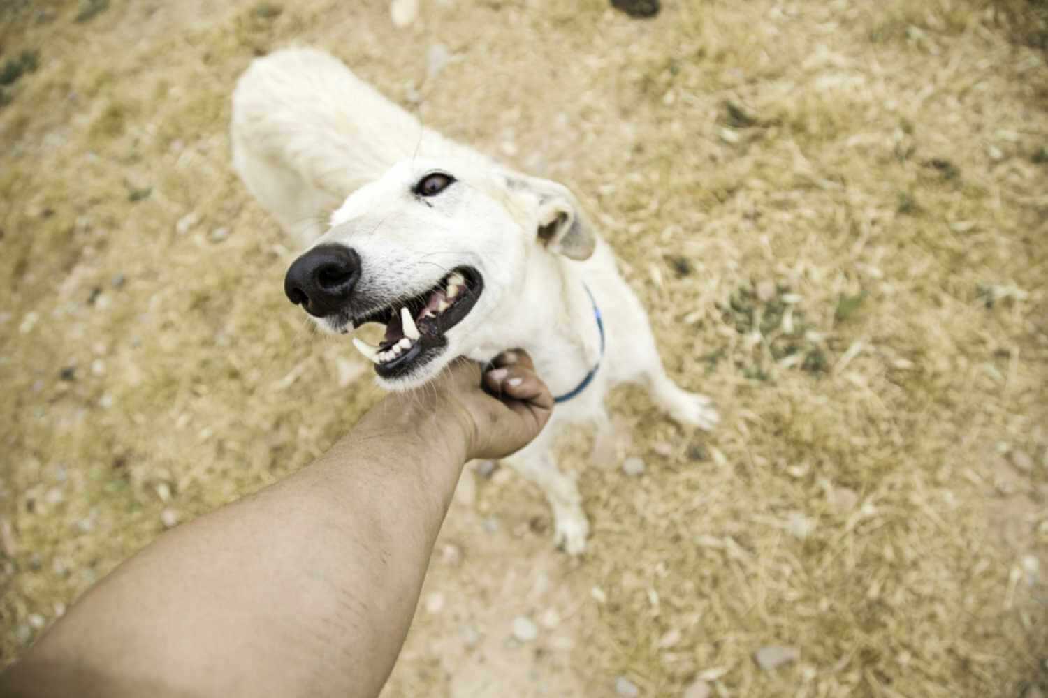 San Diego Dog Being Adopted