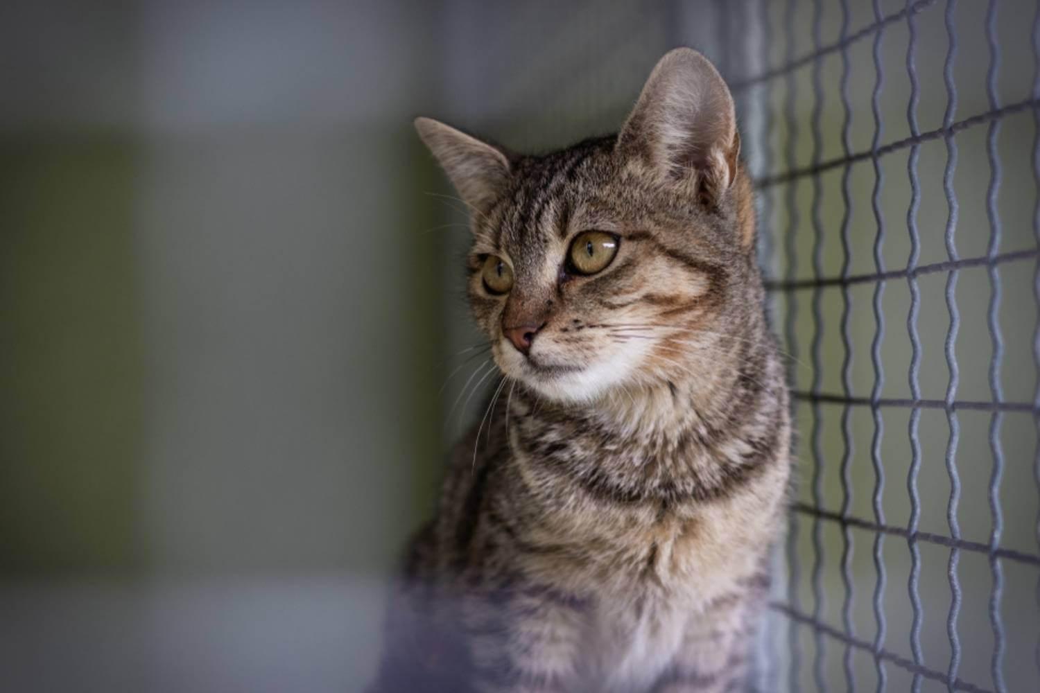 San Jose Cat Waiting to be Adopted