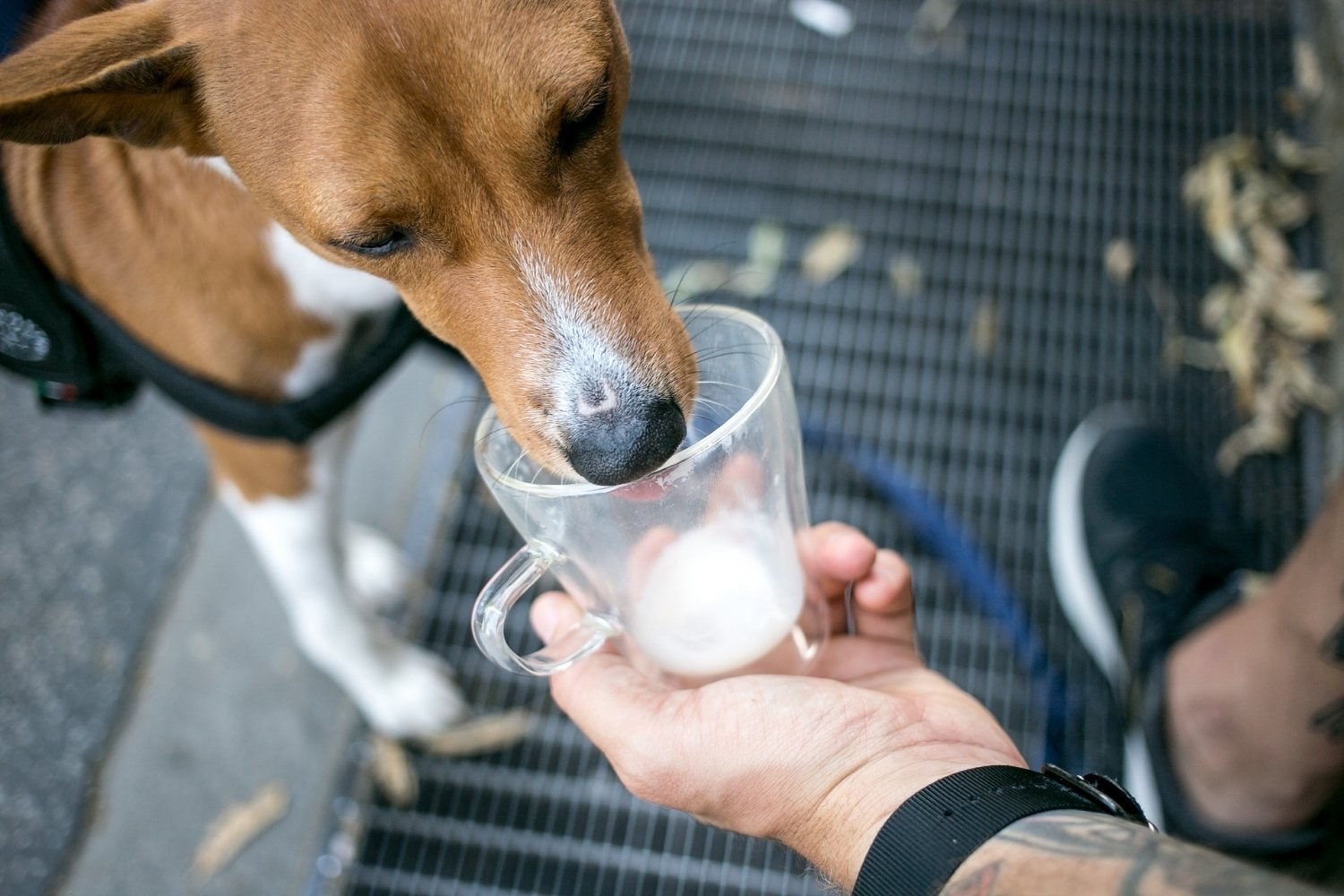 San-Jose-Dog-Friendly-dog-treat