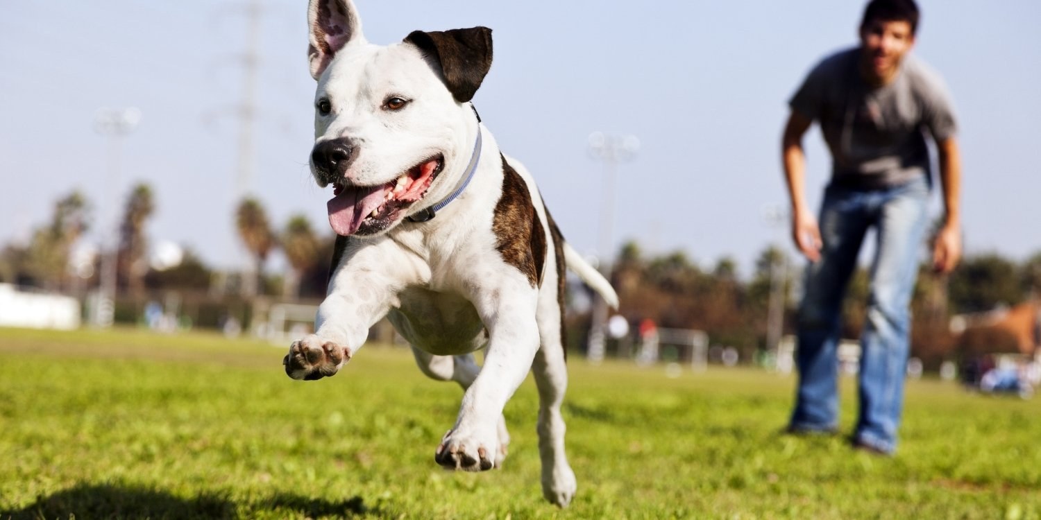 San Jose Dog Parks