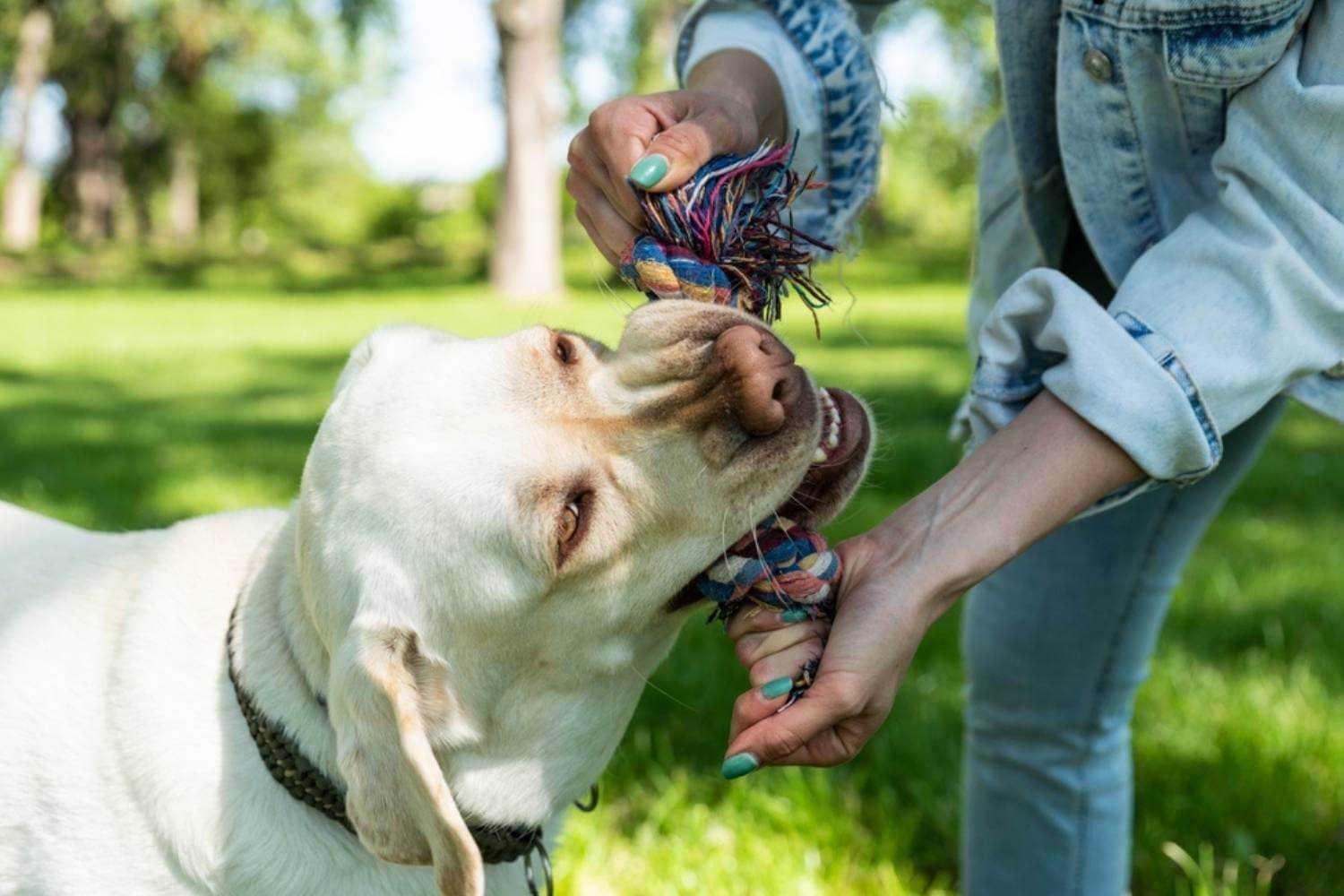 San Jose Dog Playing Tug of War