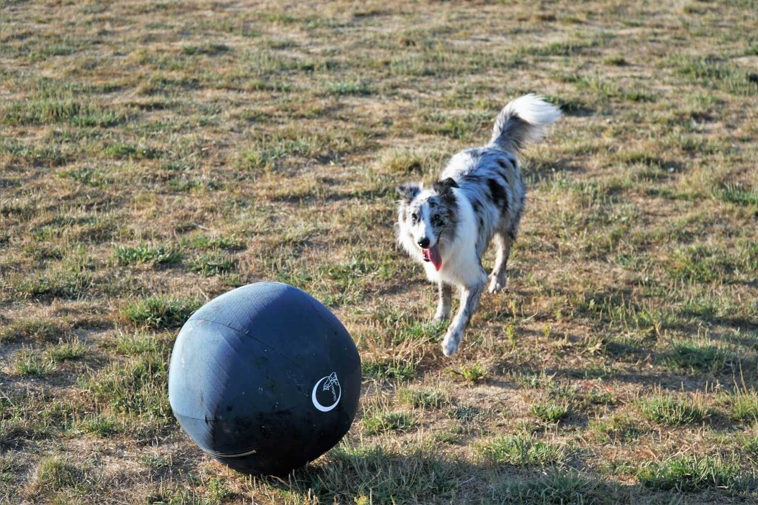 San Jose Dog Park with ball