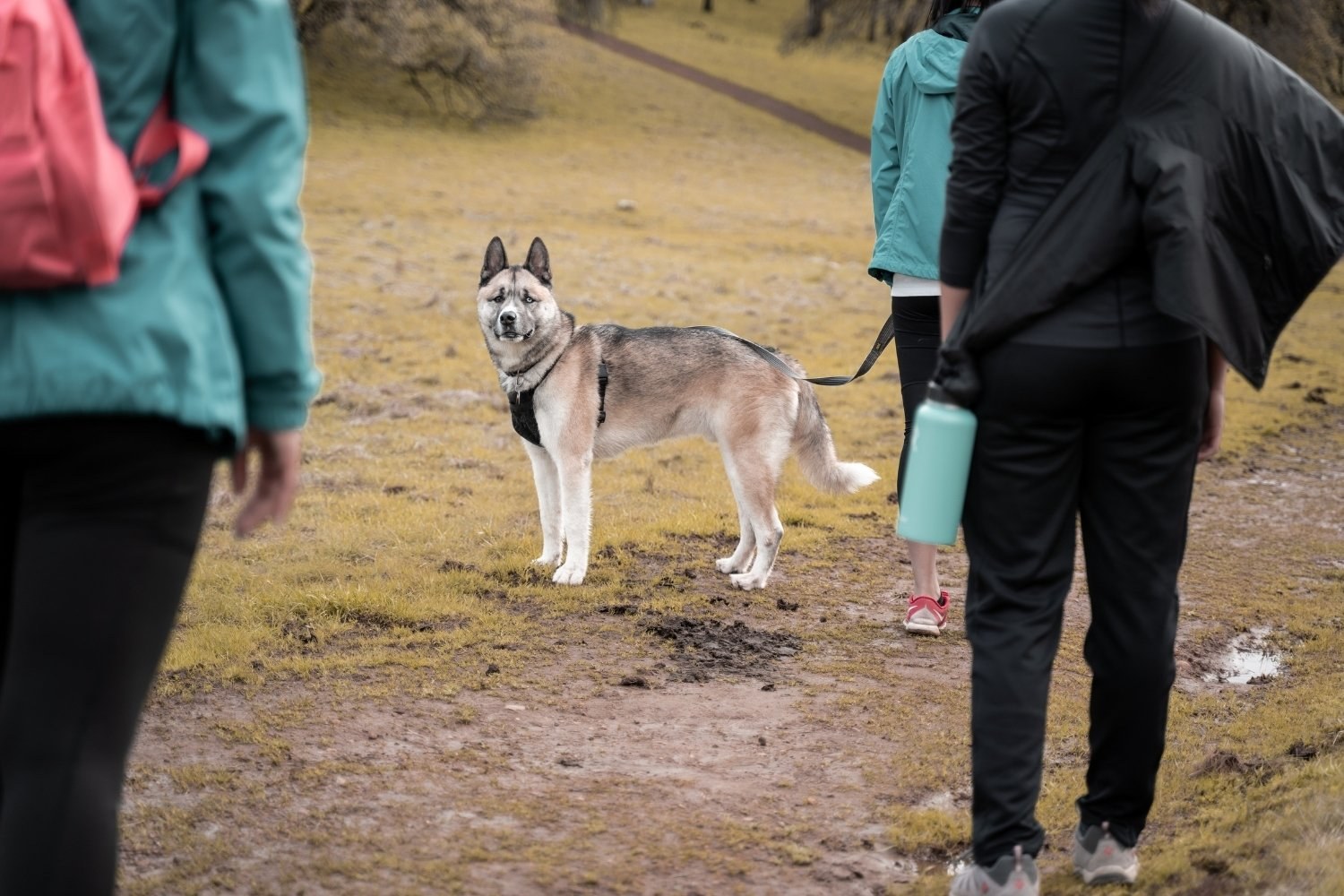 Dog Hike San Jose