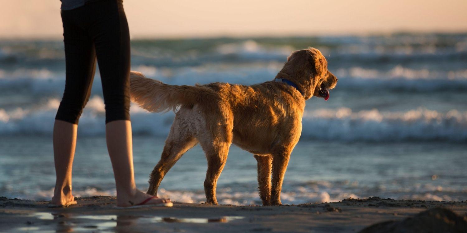 From the original San Diego Dog Beach, to some hidden gems, we take you on a tour of the best dog parks and dog beaches in San Diego and the surrounding area!