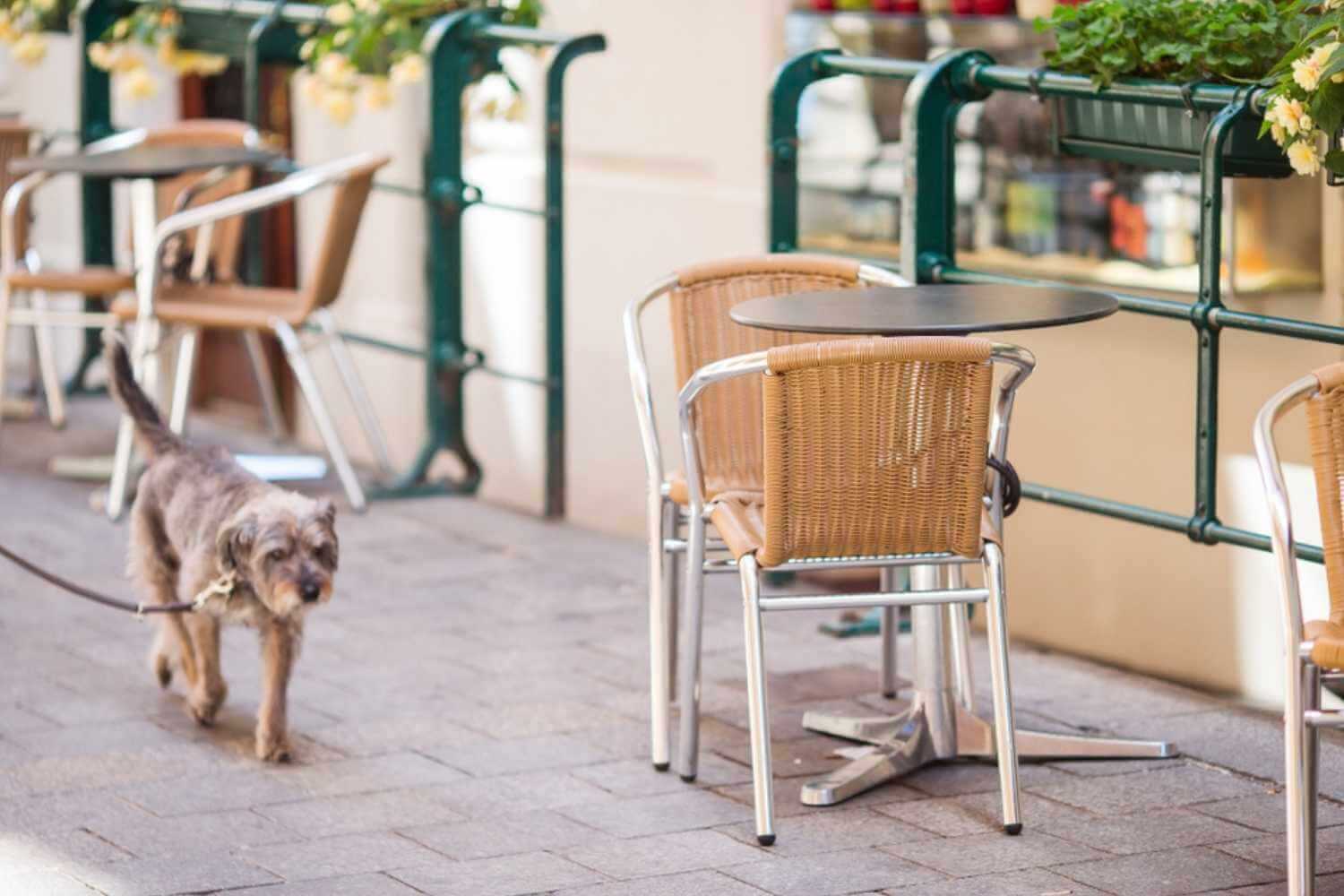 Scottsdale AZ Dog Walking Near Patio