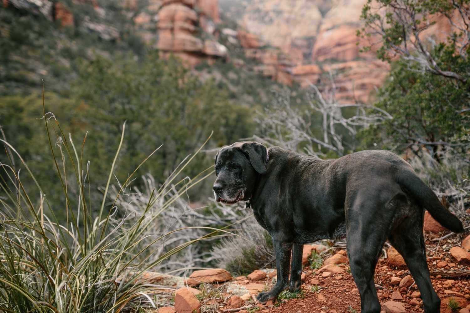 Scottsdale AZ Dog