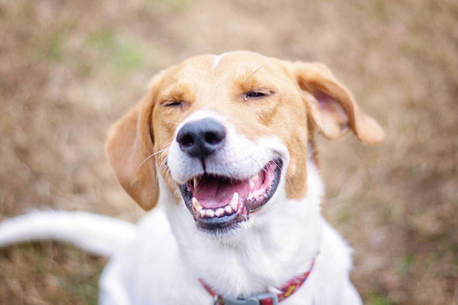 Seattle Dog Smiling for Camera