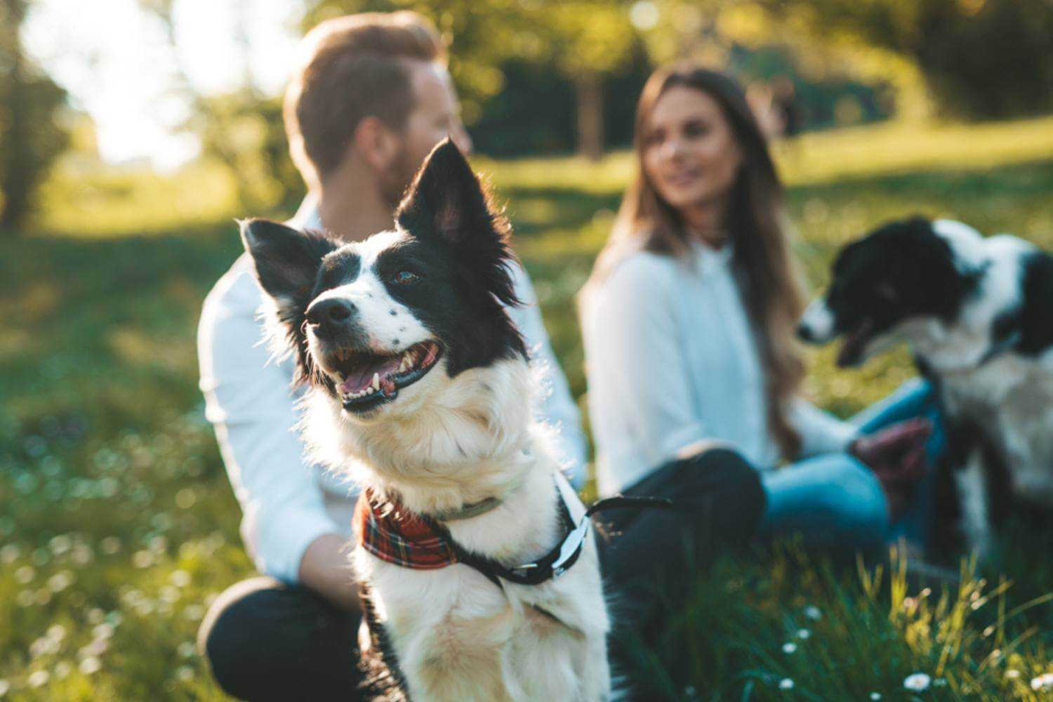 Seattle Dog at Park with Family