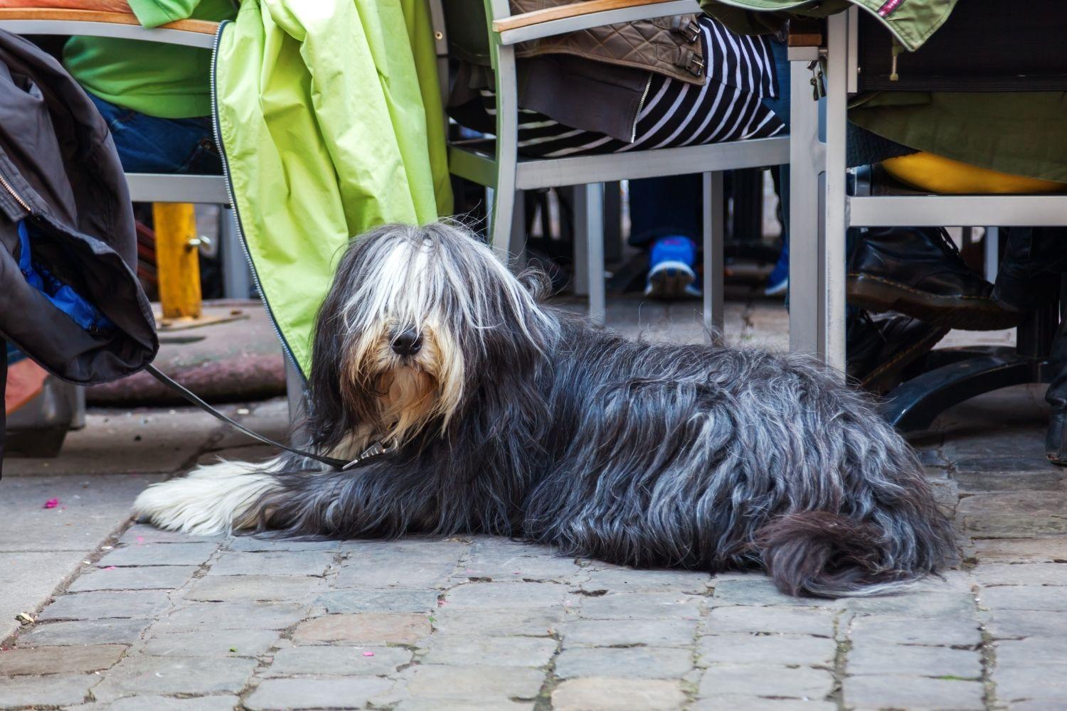 restaurant dog