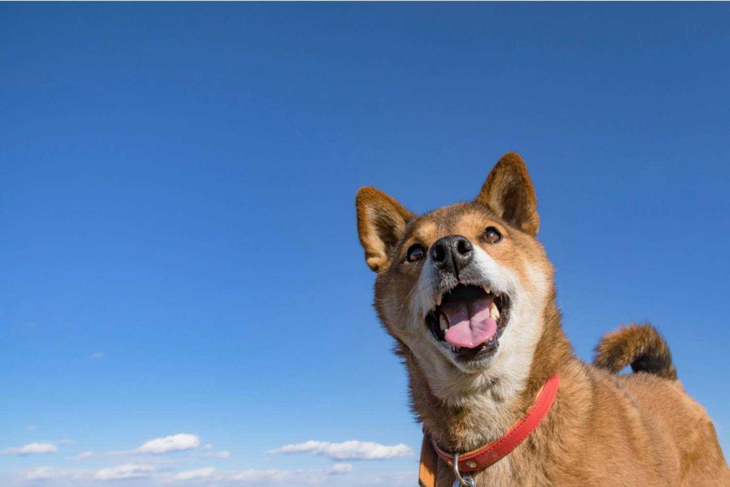 Smiling Phoenix Dog with Sky Behind