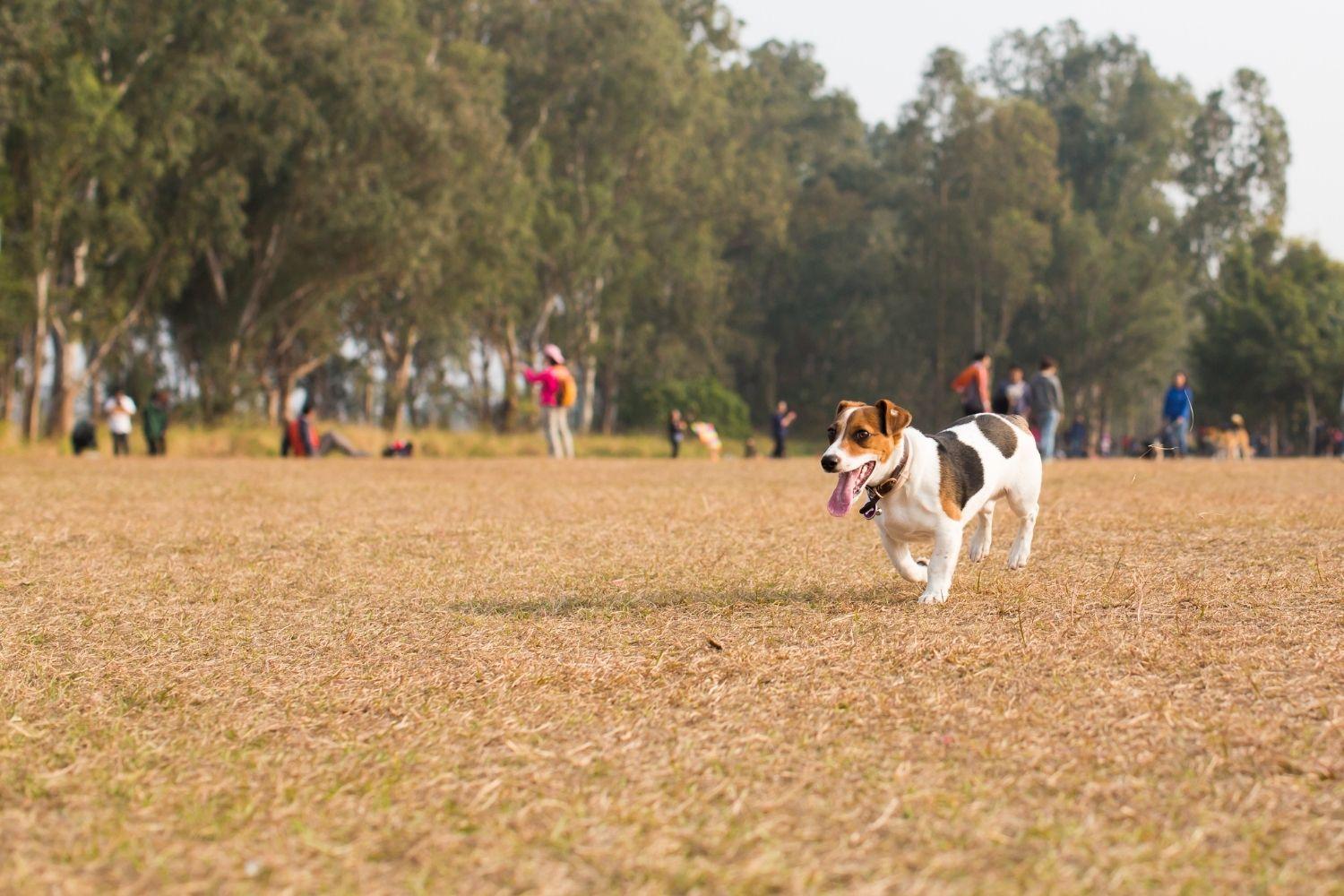 St-Louis-Dog-Park-jack-russel