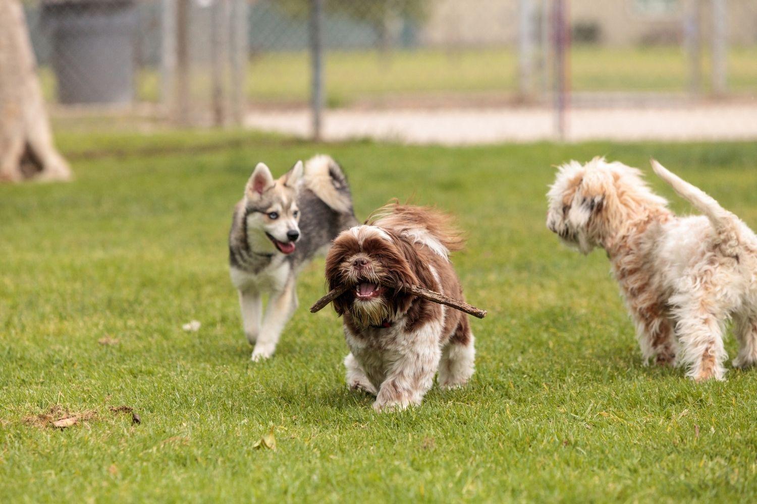 St-Louis-Dog-Park-stick-chase