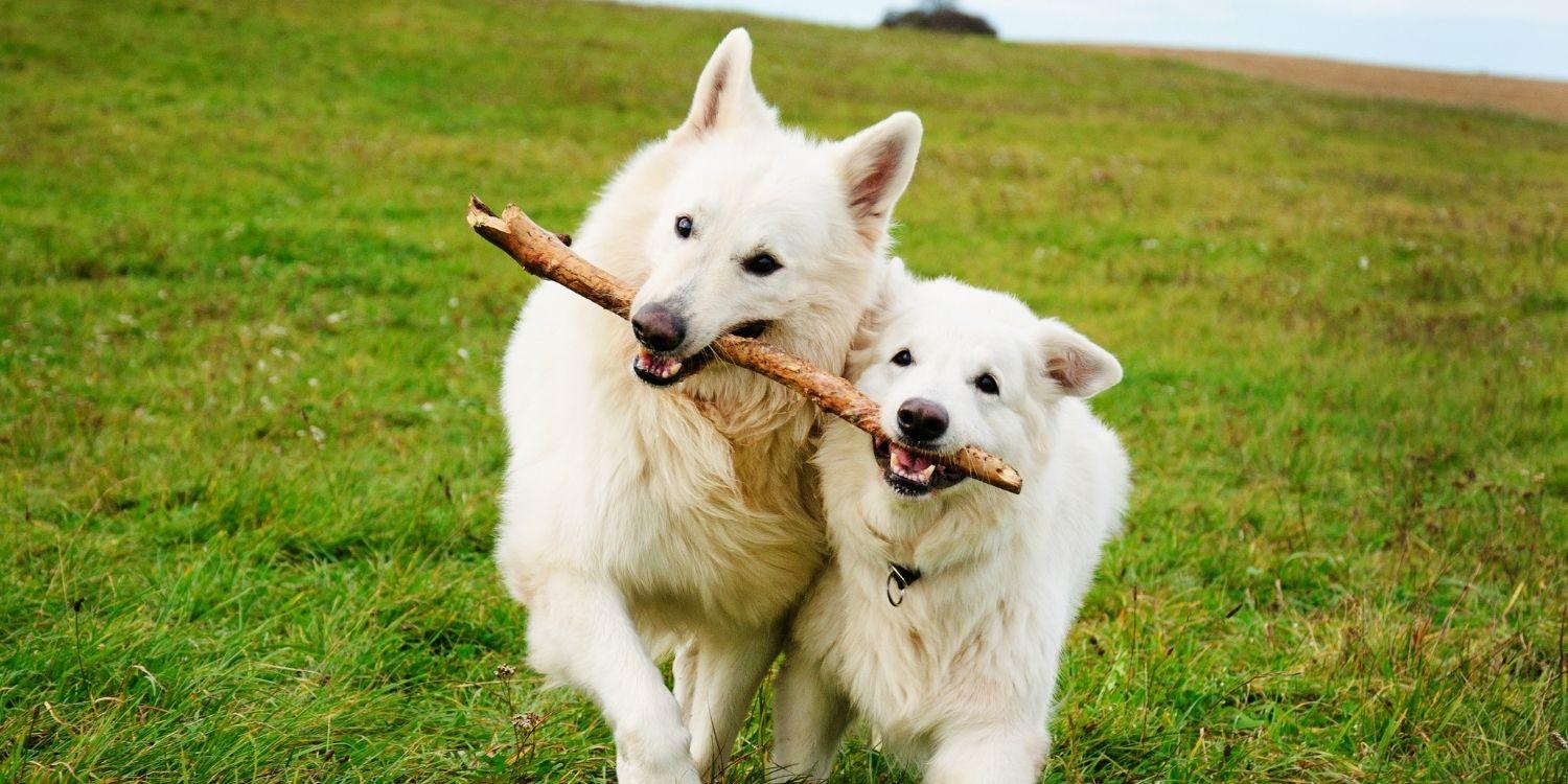 St-Louis-Dog-Park-Stick-buds