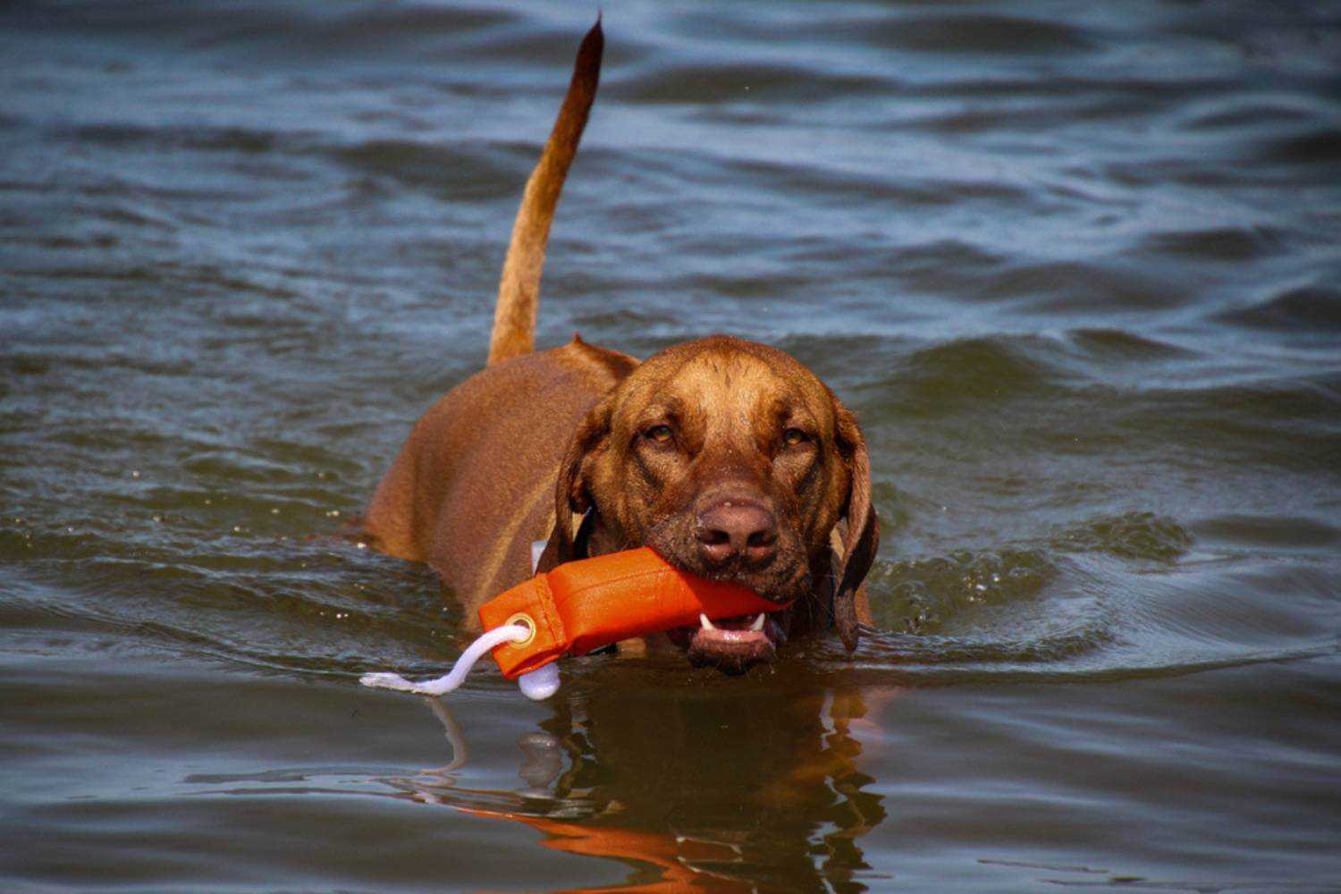 St. Paul MN Dog Swimming