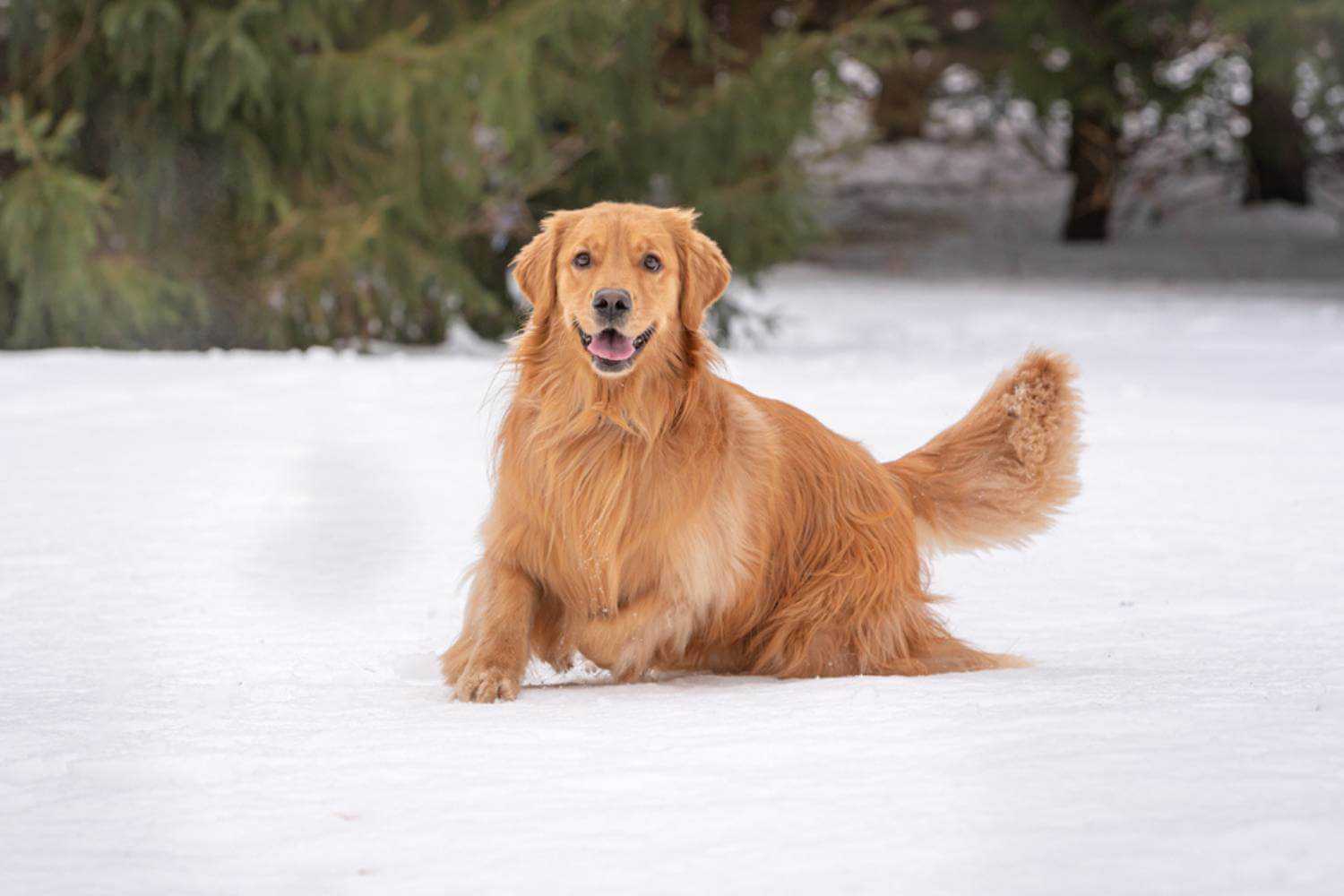 St. Paul MN Dog in Snow