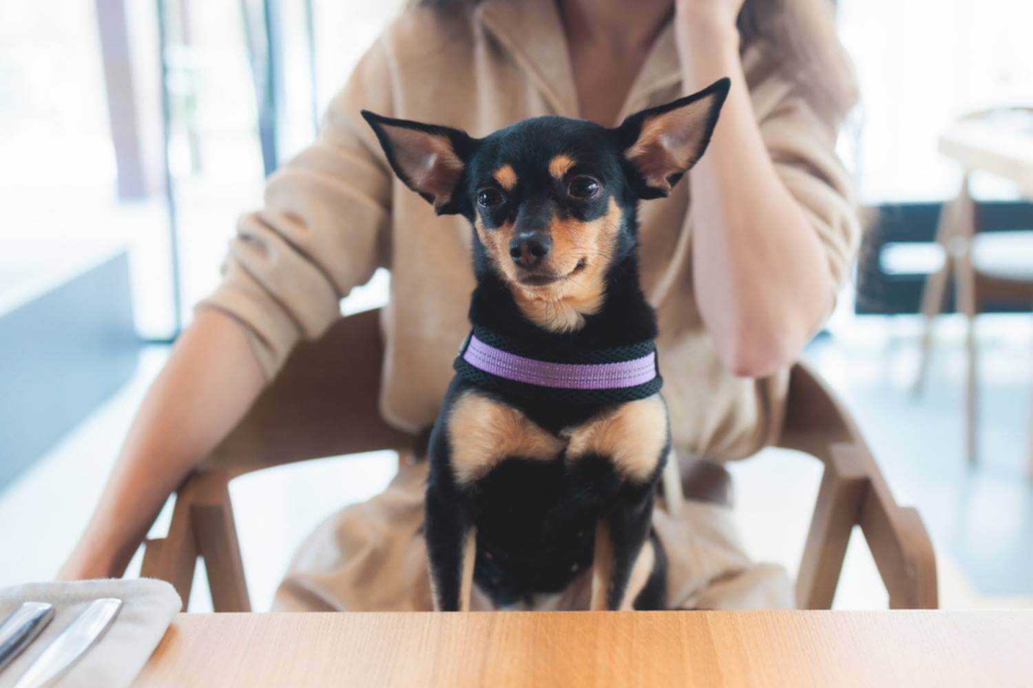 St. Paul MN Dog on Woman's Lap at Restaurant