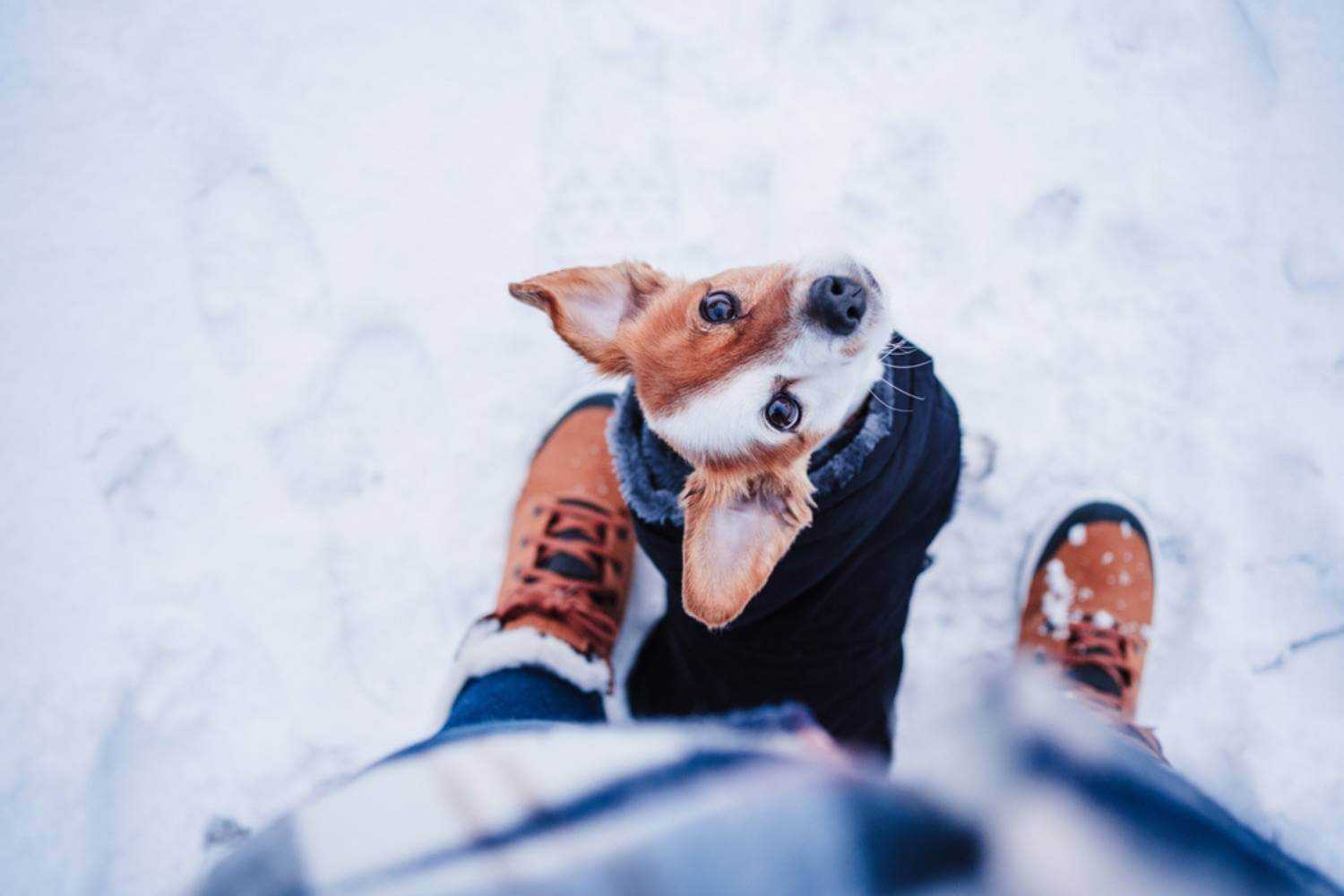 Staten Island Dog In Jacket Near Feet