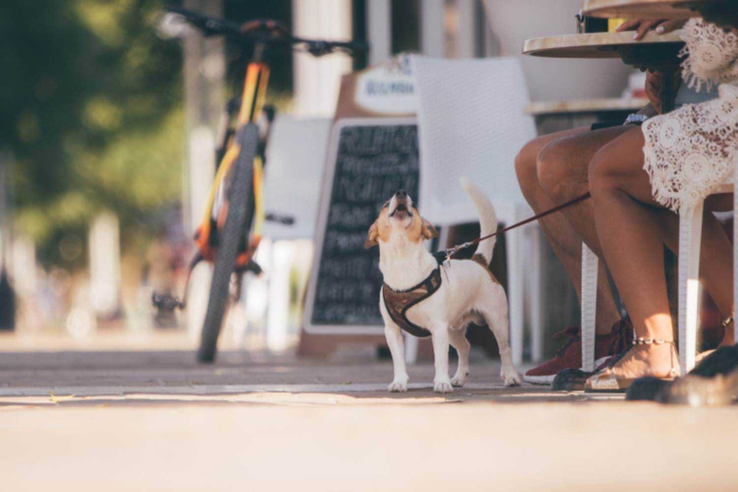 Staten Island Dog at Cafe