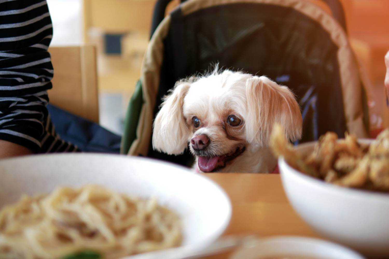 Staten Island Dog at Italian Restaurant