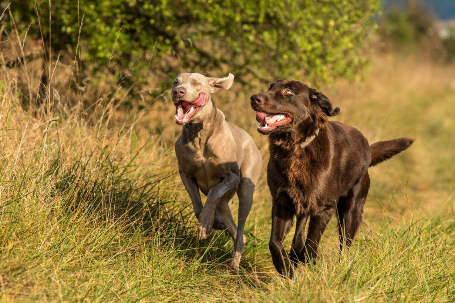 Staten Island Dogs Running on Trail