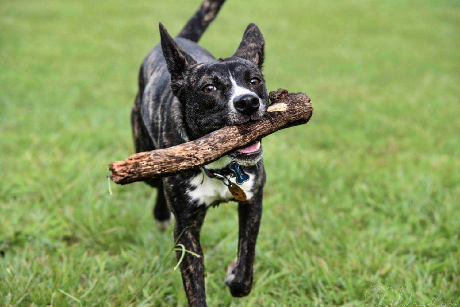 Tallahassee Dog Carrying Stick