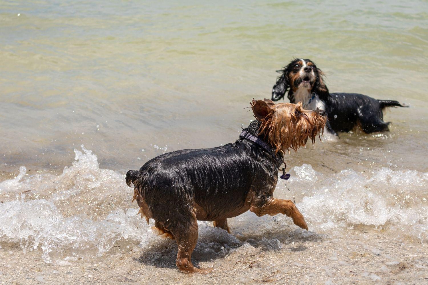 Dog playing at beach