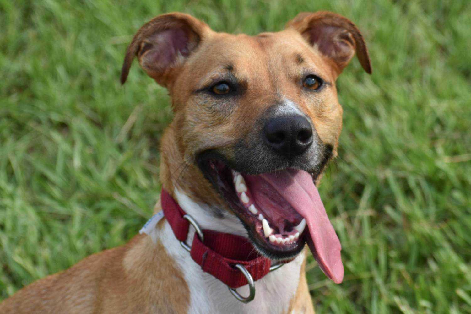 Tampa FL Dog at Adoption Event