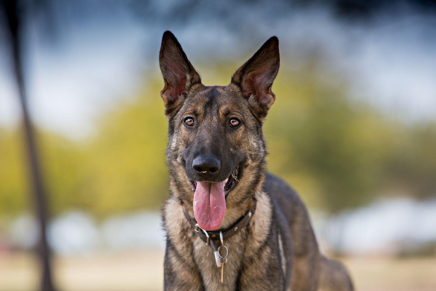 Tucson-Dog-Parks-happy dog