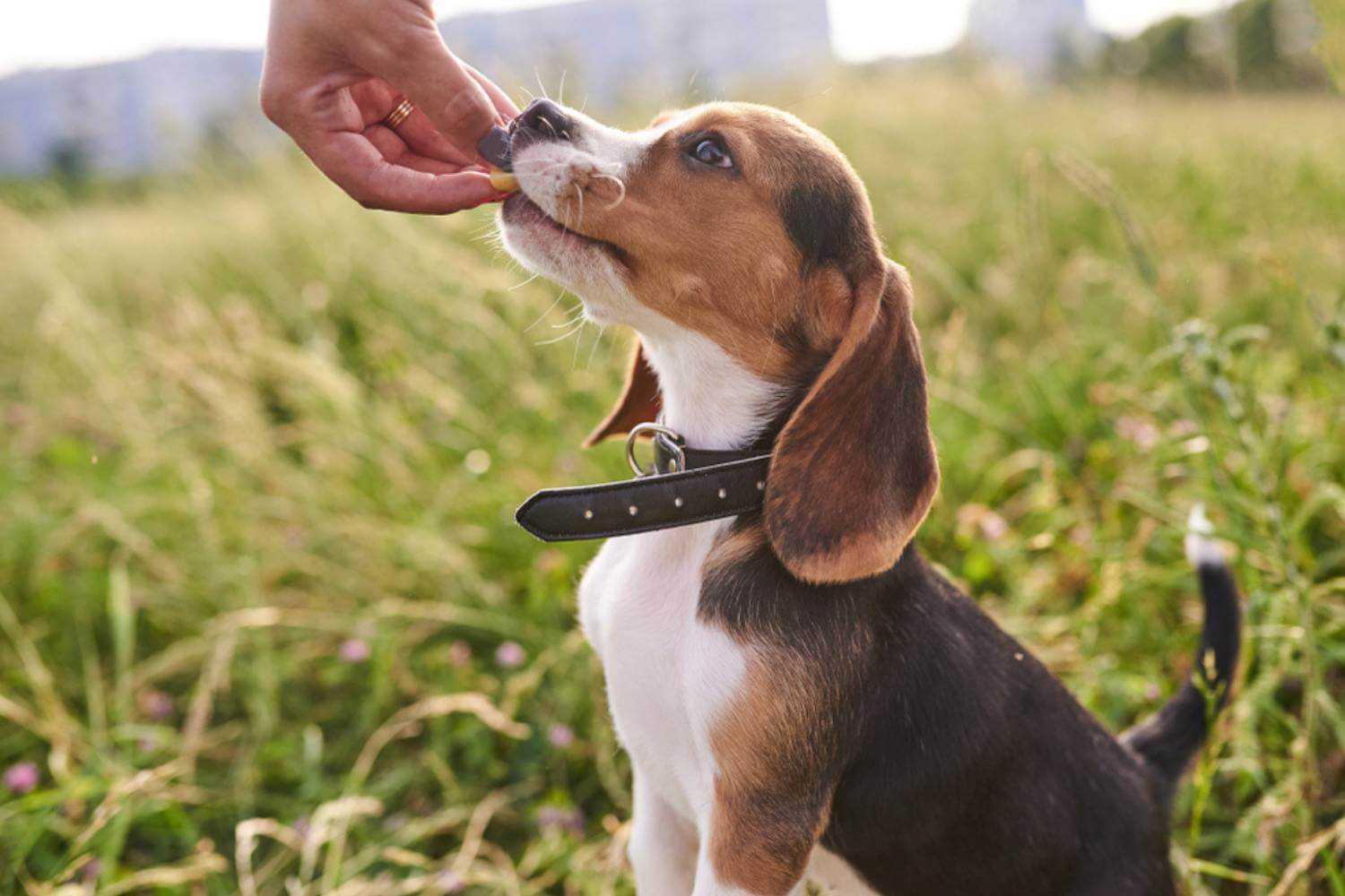 Virginia Beach Dog Eating Treats