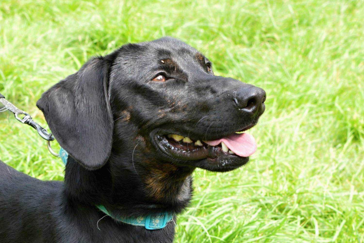 Virginia Beach Dog Smiling