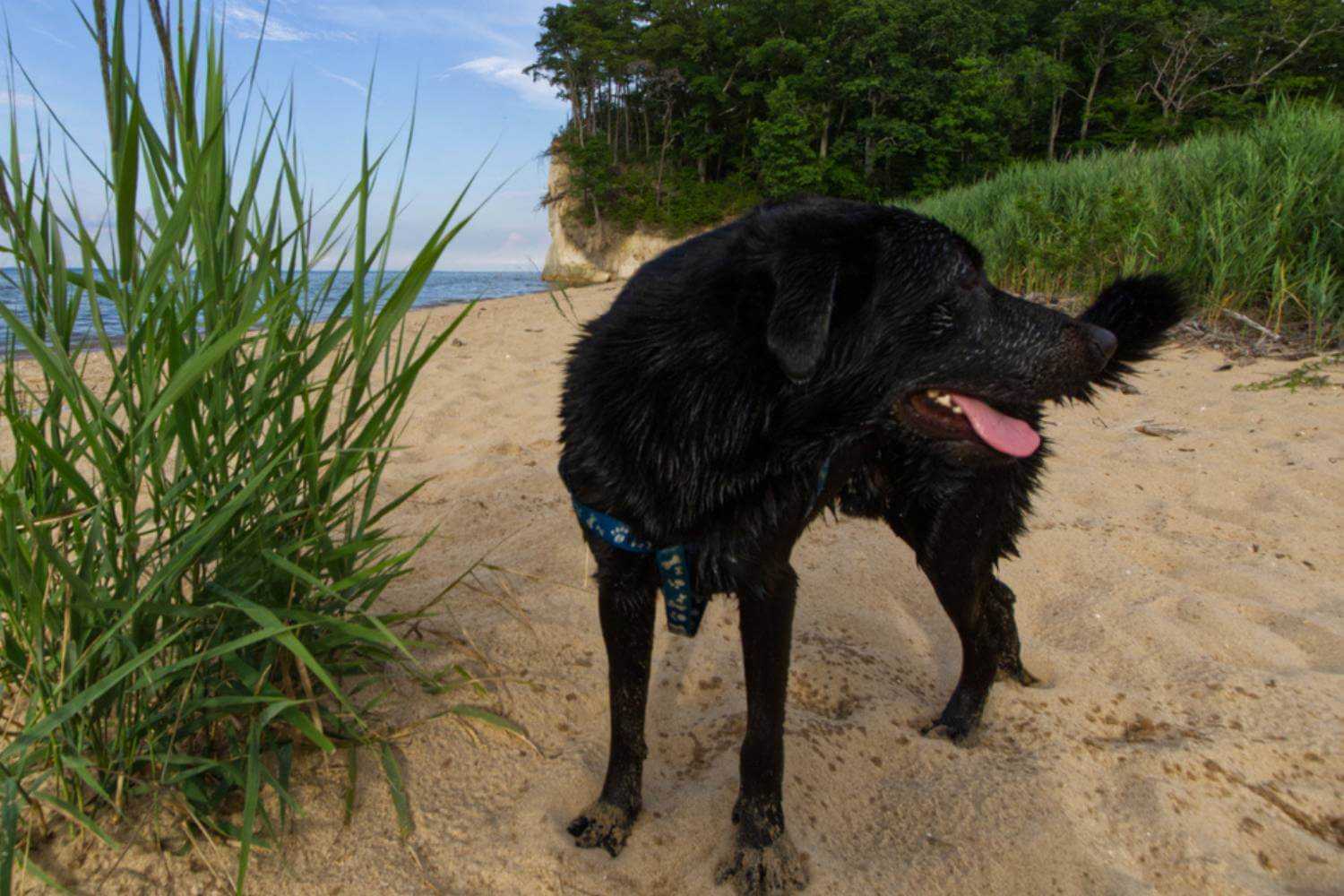 Virginia Beach Dog on Beach near Grass