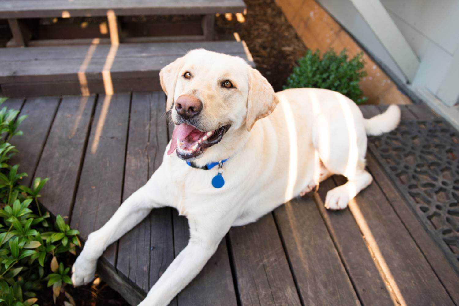 Virginia Beach Dog on Patio