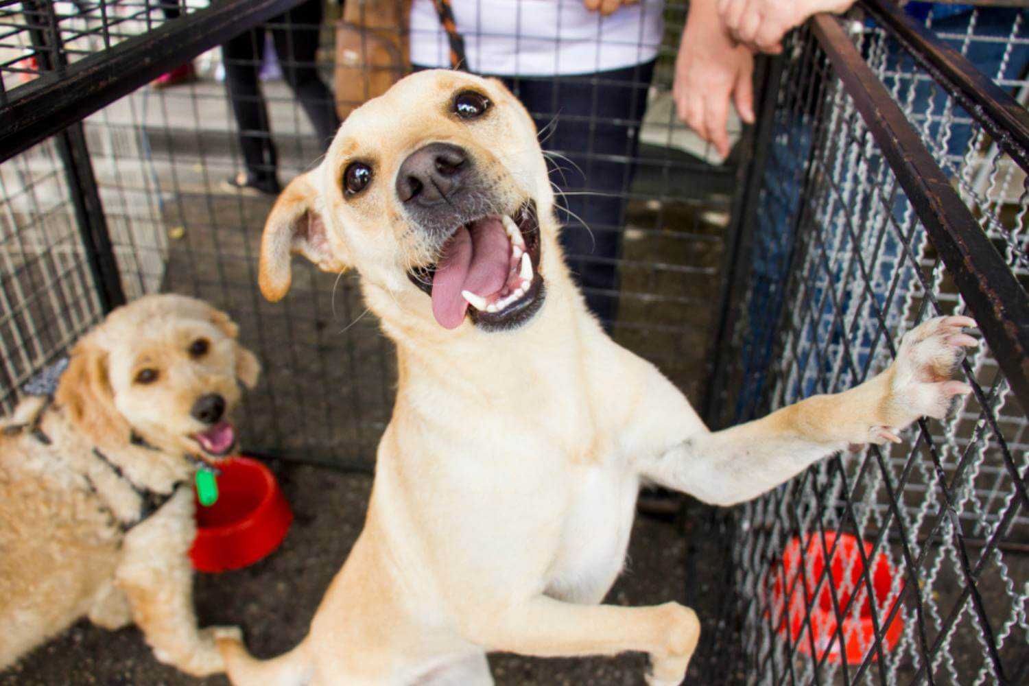 Washington DC Dogs at Adoption Event