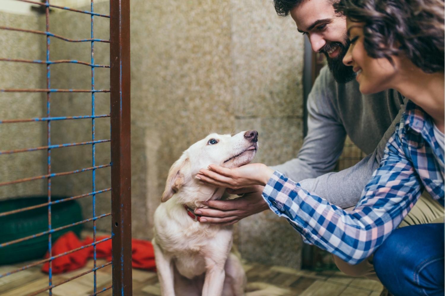 Couple adopting a puppy in Boston