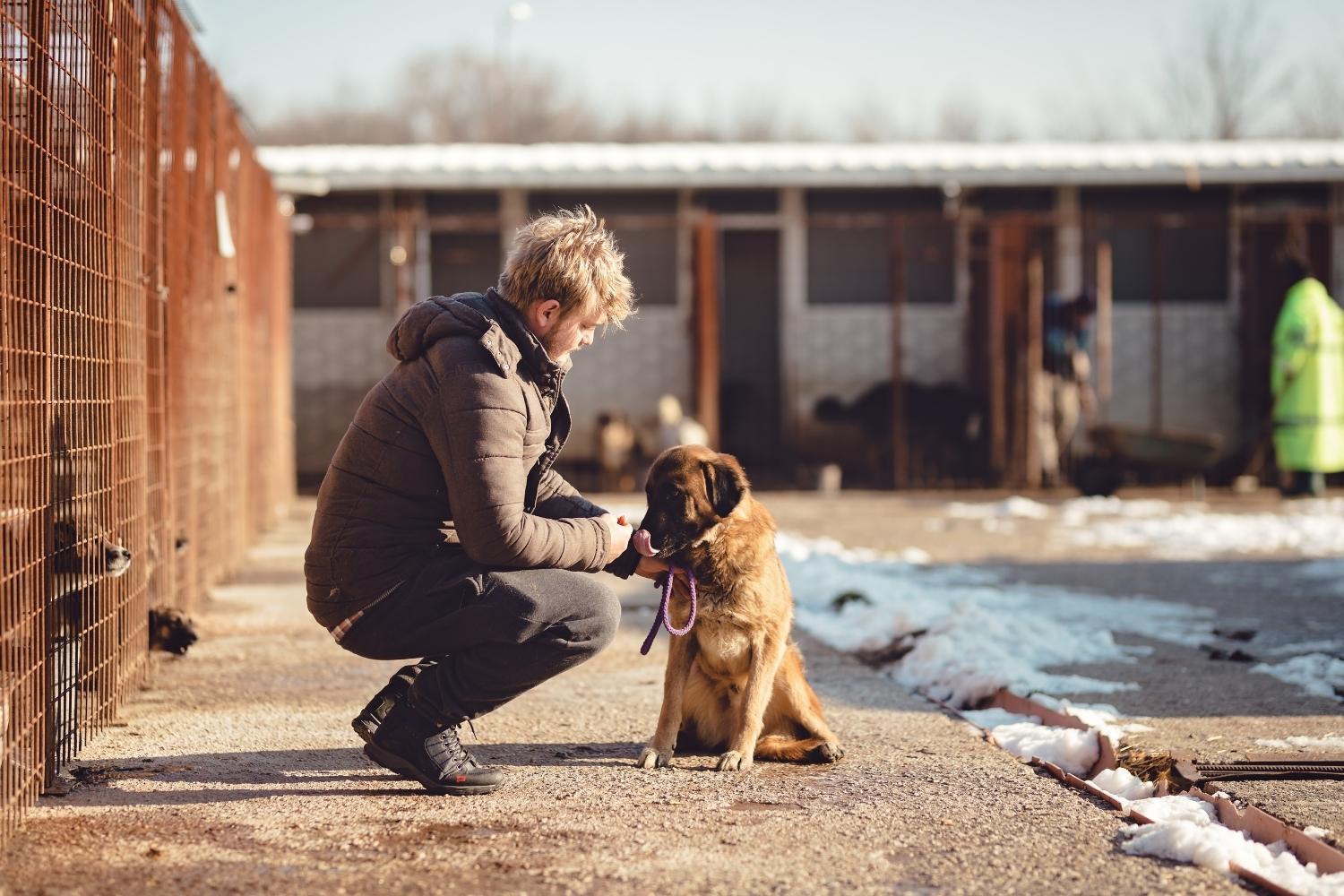 Adopting a dog outside in Boston